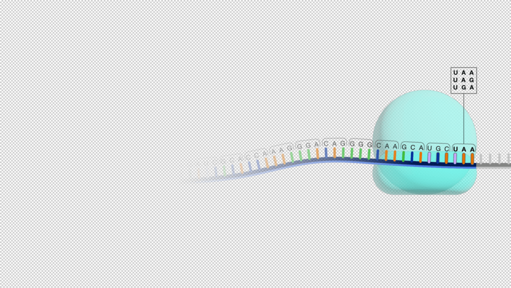 Stop codons