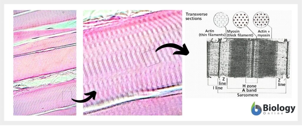 Striated muscle under microscope
