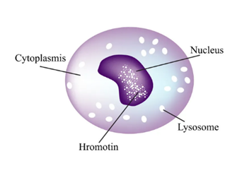 Structure of Monocyte