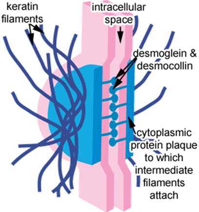 Structure of a Desmosome