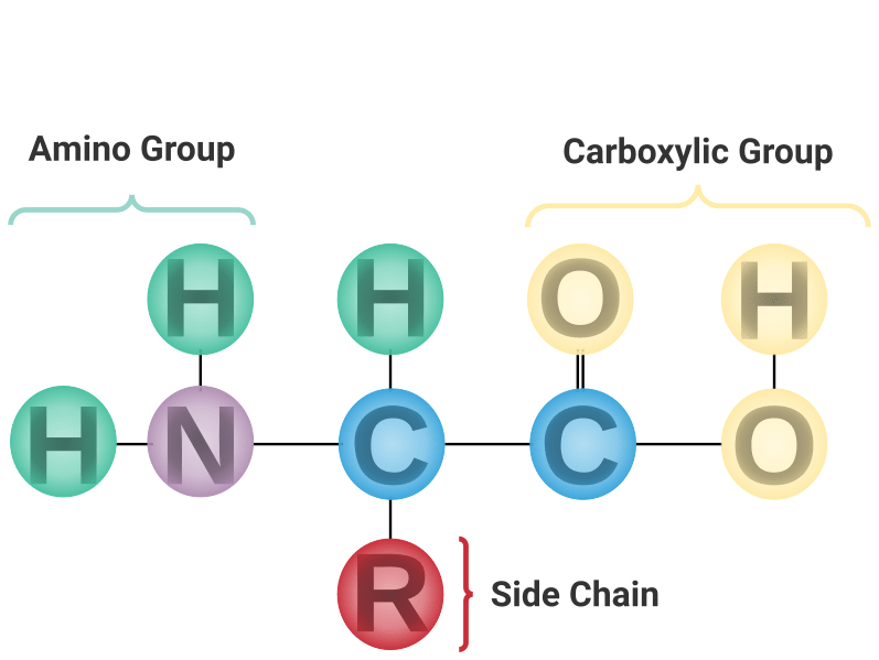 Structure of an Amino Acid