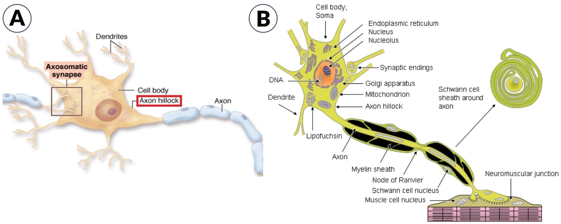 Axon hillock - definition