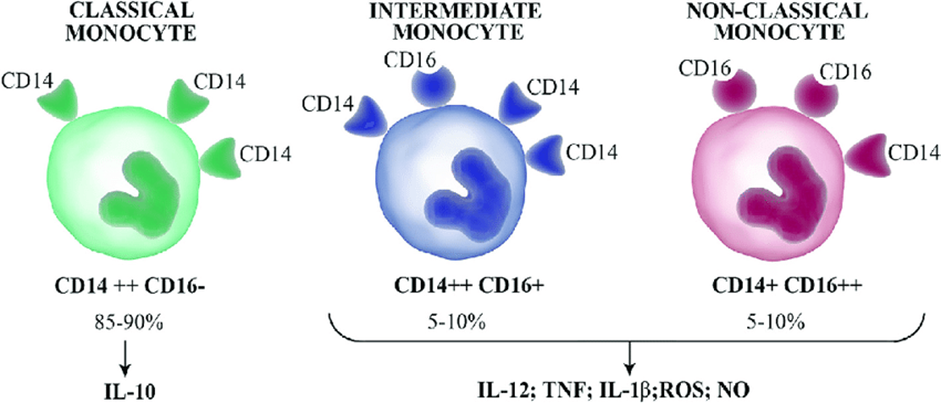 Subsets or Subpopulation of Human monocytes