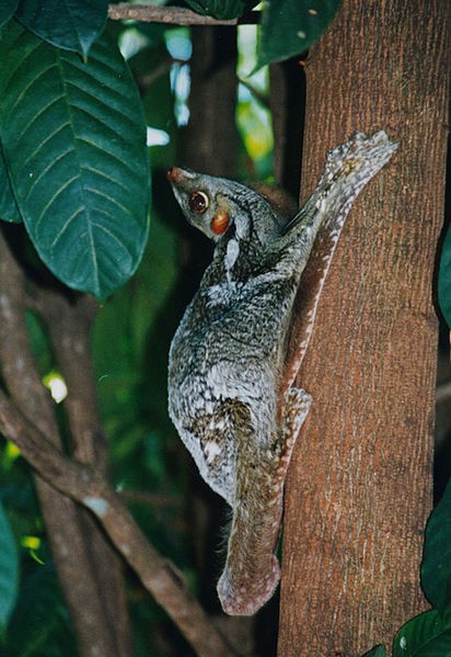 Sunda flying lemur