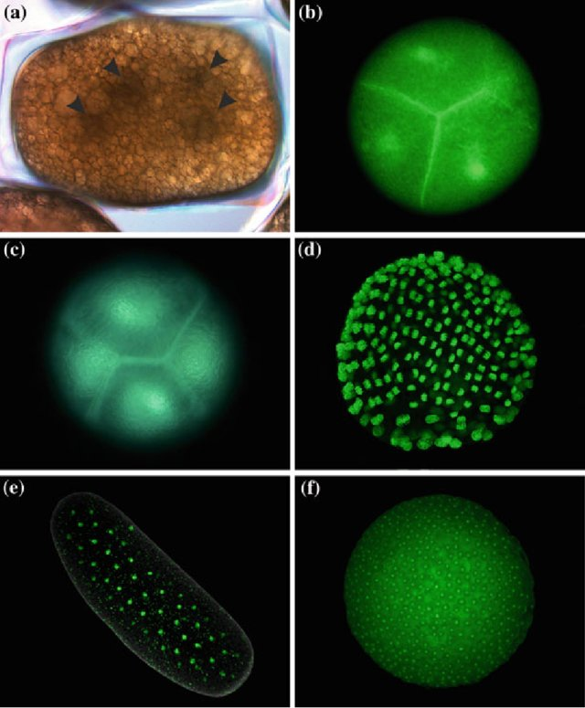 Superficial cleavage in different arthropods