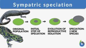 Sympatric speciation definition and example