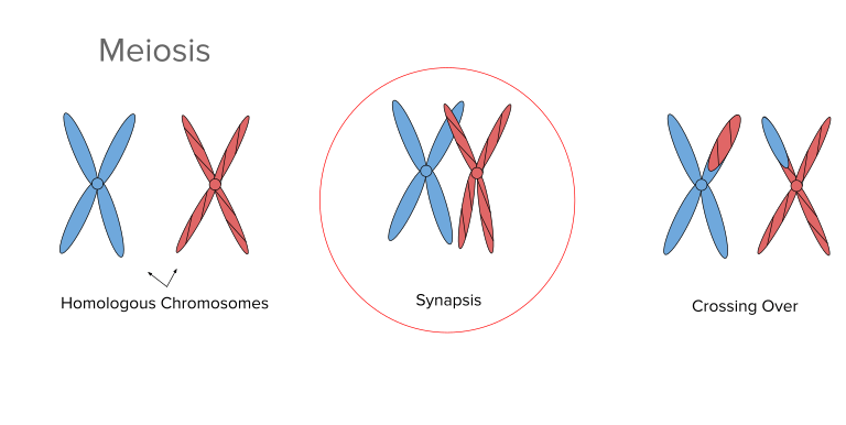 Synapse during meiosis - diagram