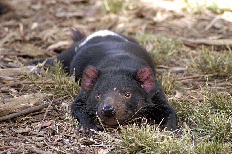 Tasmanian devil (Sarcophilus harrisii)