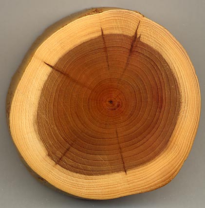 Taxus_wood