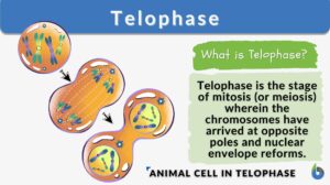 Telophase definition and example