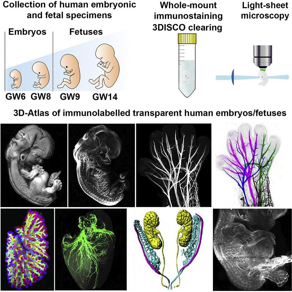 The Science behind Embryonic Cleavage