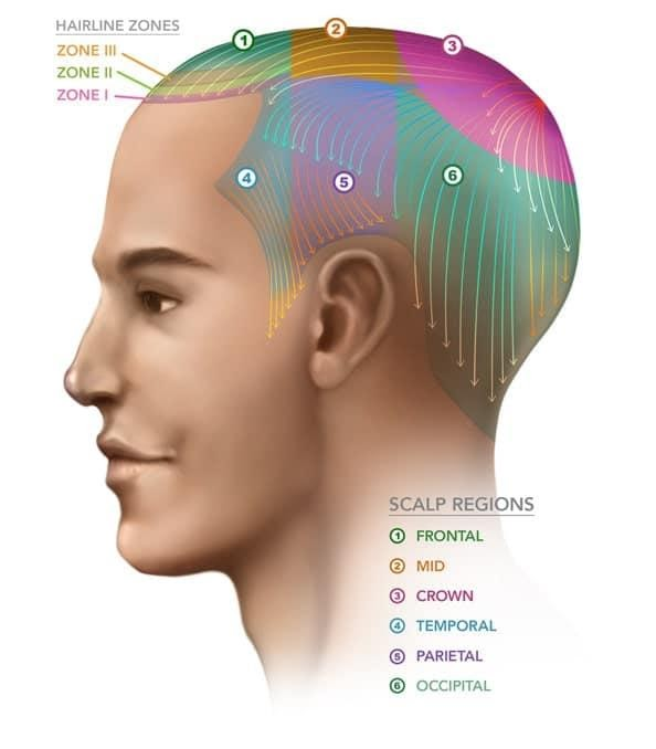 Crown of head - Online Examples Definition Dictionary Biology - and