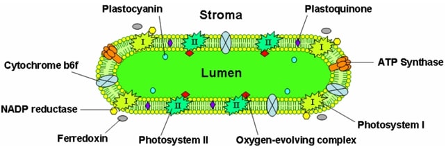 Thylakoid disc with embedded and associated proteins - diagram