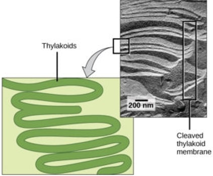 Thylakoids of prokaryotes