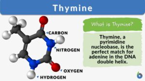 Thymine definition example
