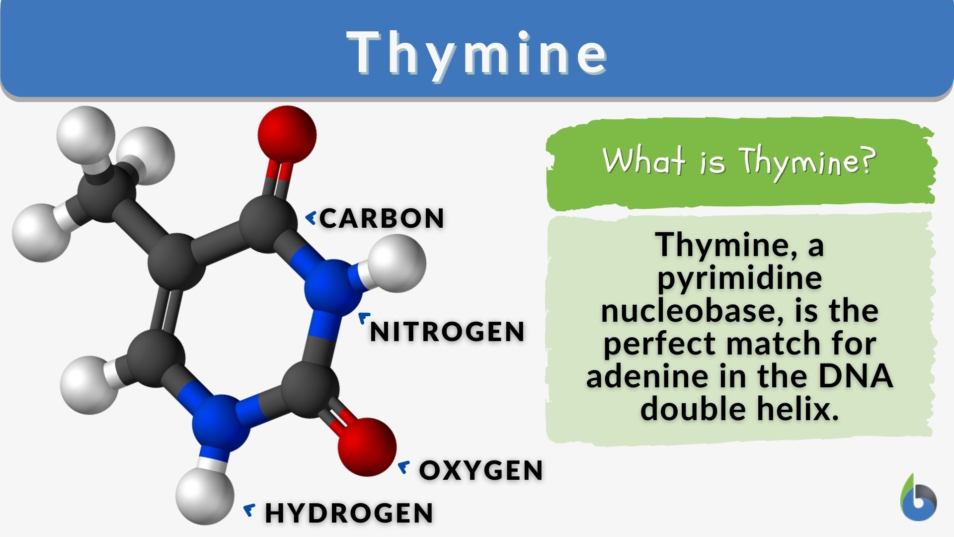 Thymine Nucleotide Structure