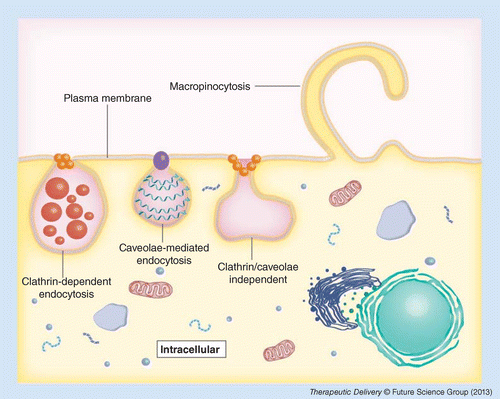 Types of Pinocytosis