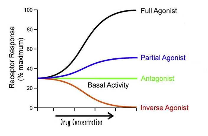 Types of agonists vs. receptor response - diagram