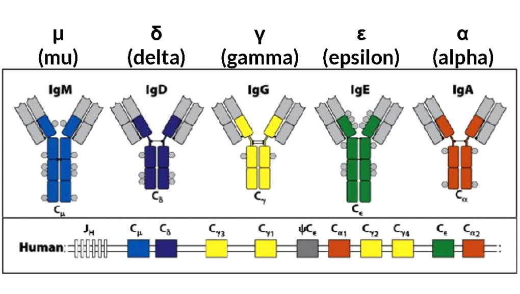 Types of antibodies