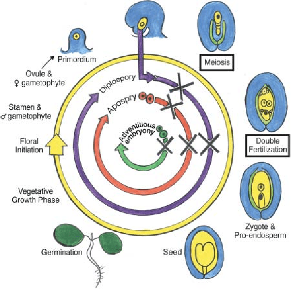 Types of apomixis - diagram by R. Bicknell and A. Koltu