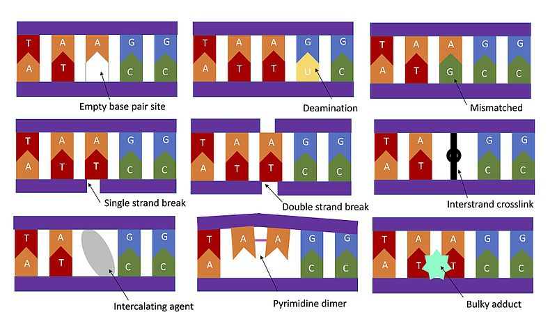 Types_of_DNA_Damage