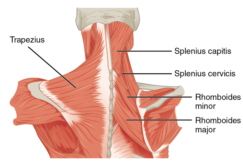 Upper body muscles and trapezius triangular muscle