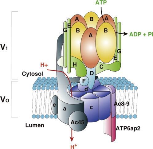 V-ATPase