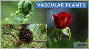 Vascular plants definition