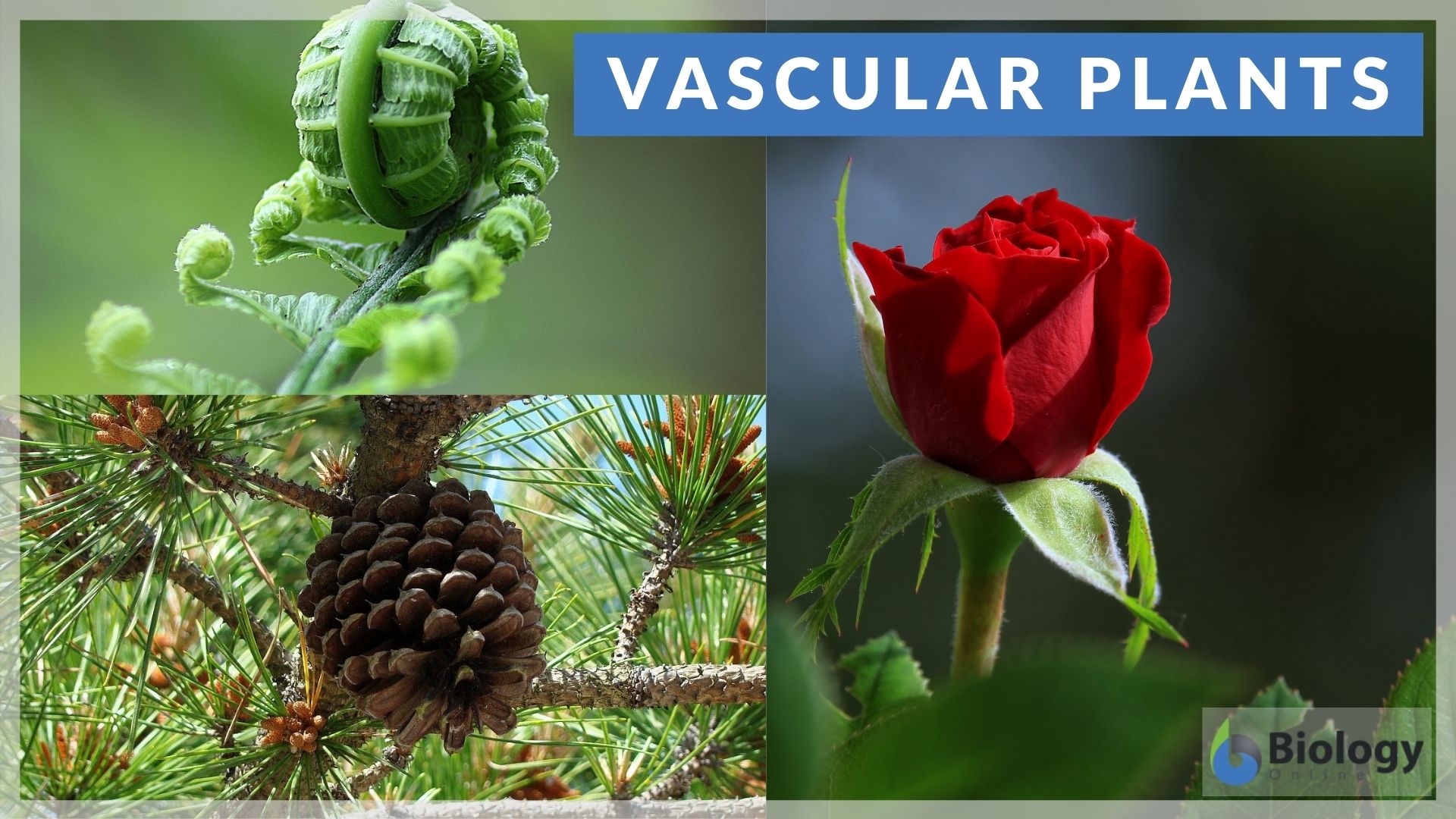 Vascular Plants Definition And Examples