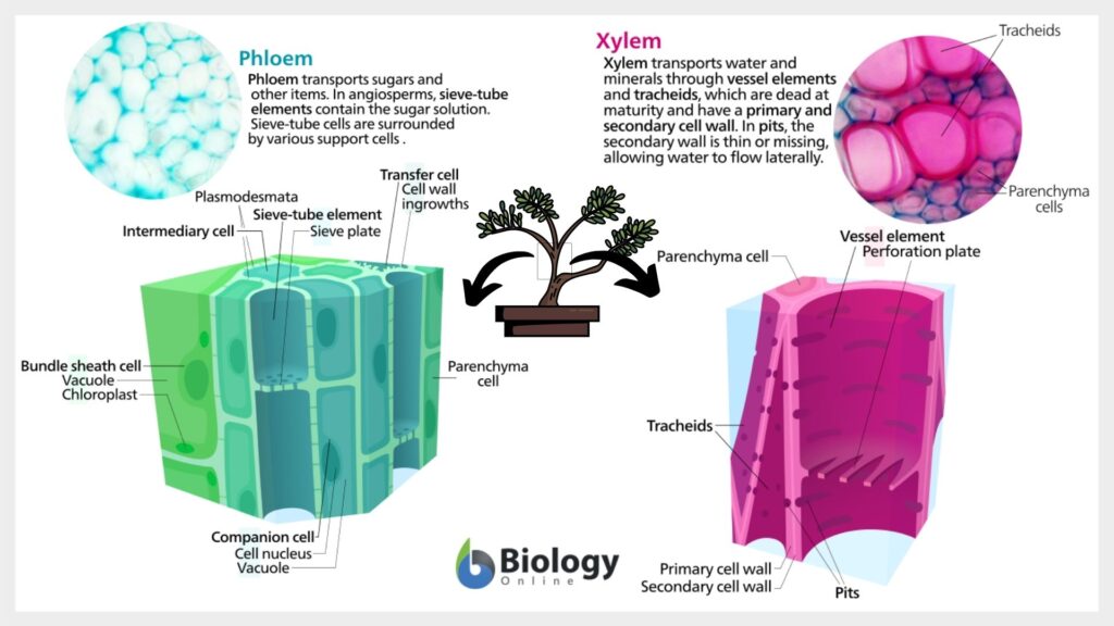 Vascular tisse of vascular plants