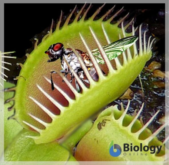 Venus fly trap - with trapped insect