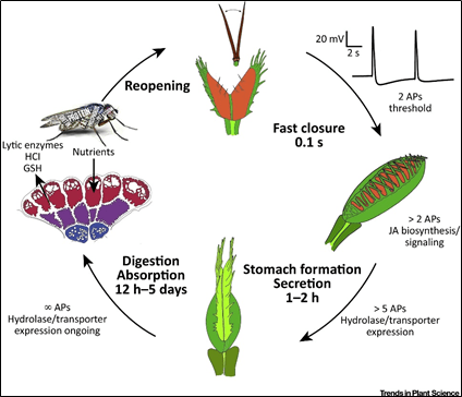 Venus flytrap’s insect catching mechanism. Credit- Hedrich R. (2018)