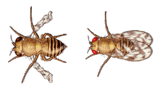 Vestigial Gene and the Fruit Flies