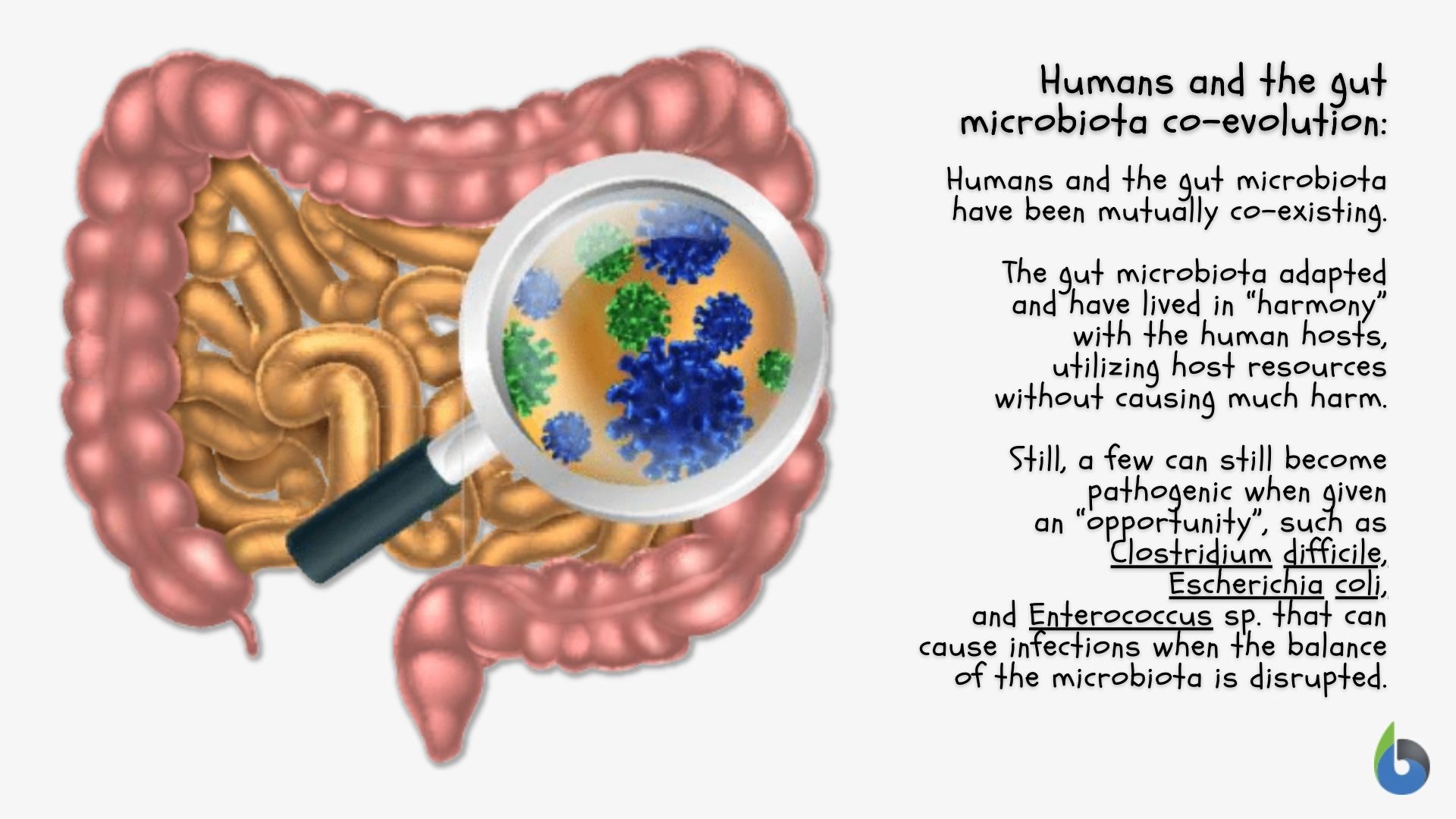 Human host and human gut microbiota coevolution
