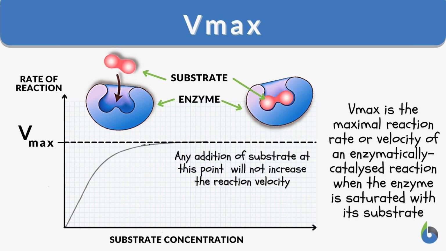 Vmax Definition and Examples Biology Online Dictionary