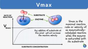 Vmax definition and example