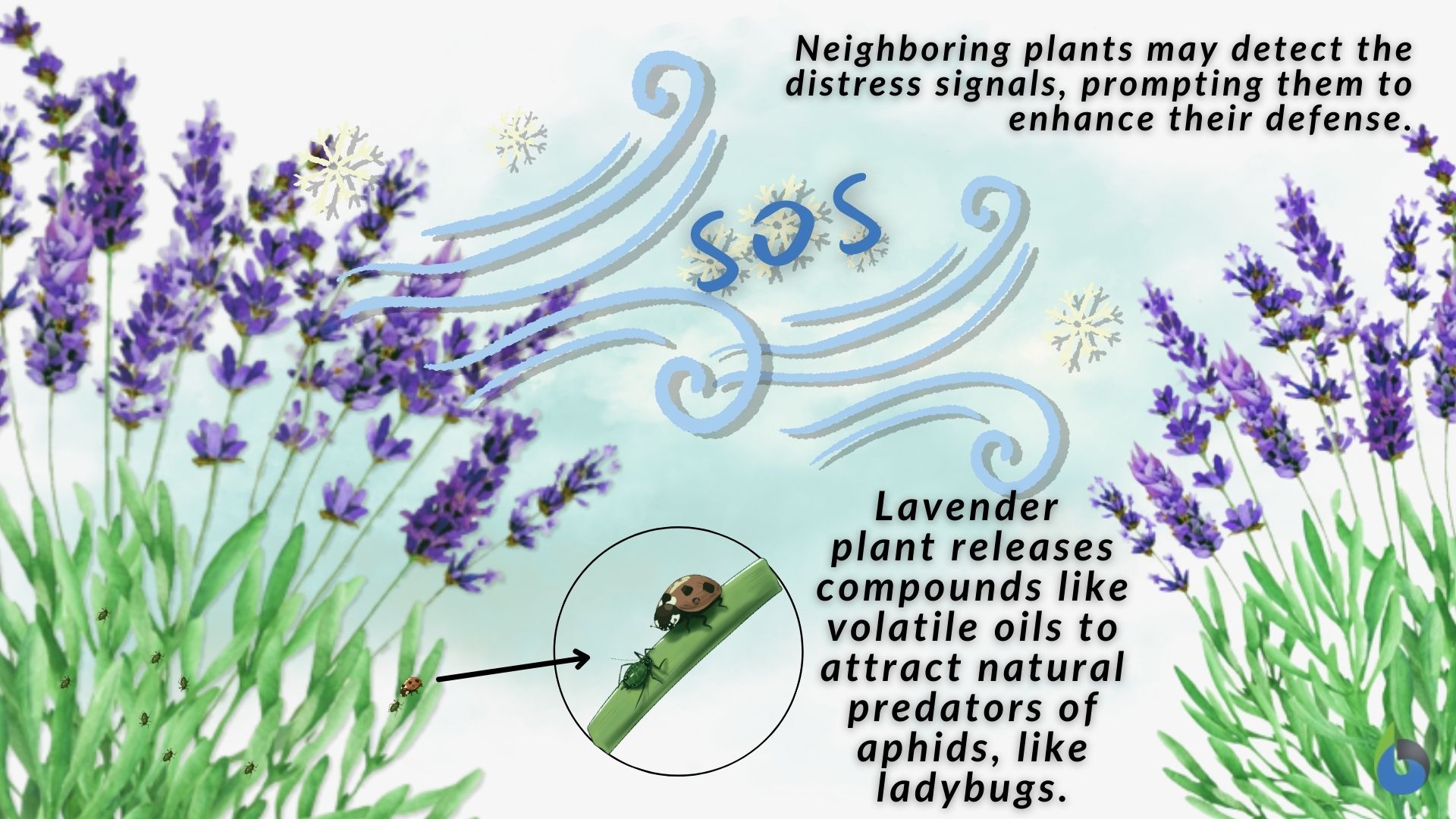 Volatile oils plant defense