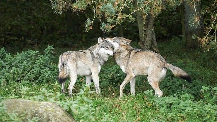 Wolves