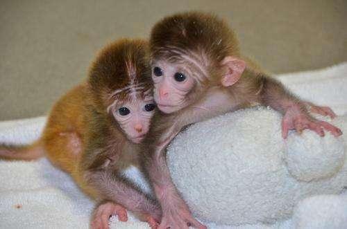 World's first chimeric monkeys