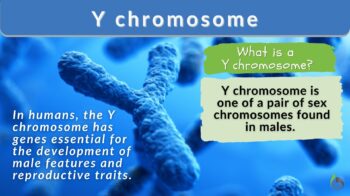 Y chromosome definition and example