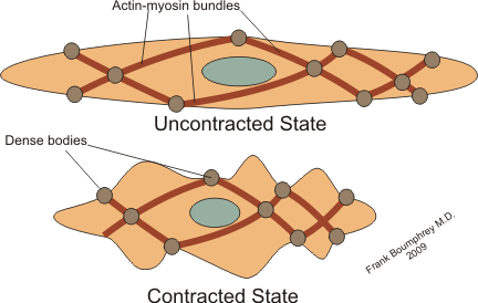 actin and myosin - smooth muscle contraction