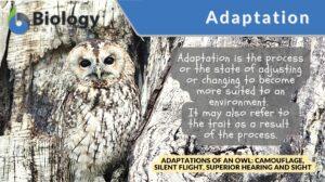 adaptations definition and example