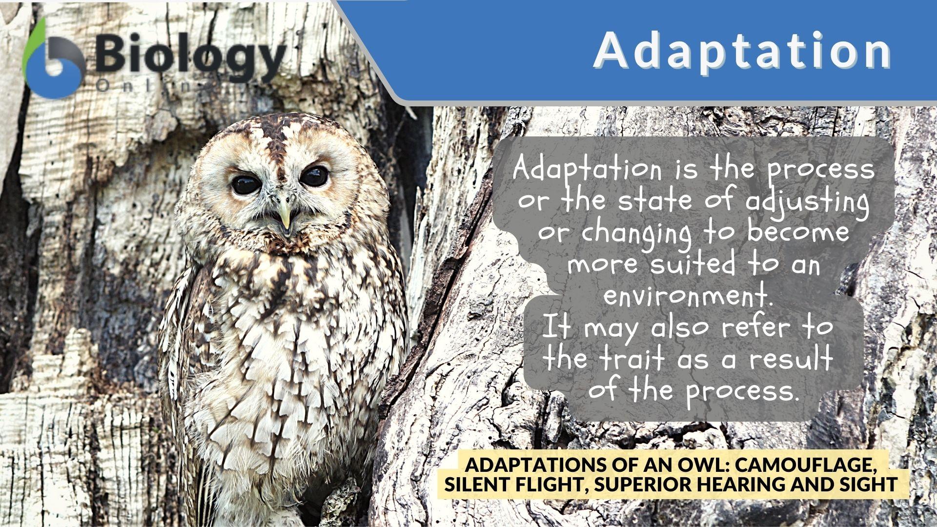 Adaptation - Definition and Examples - Biology Online Dictionary