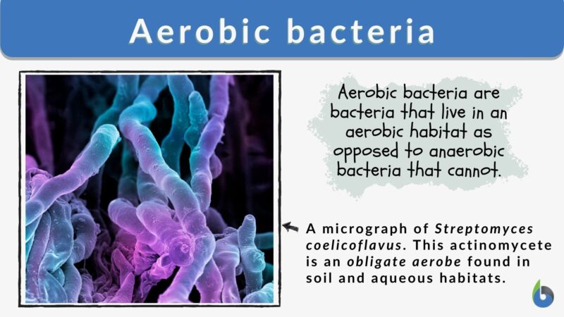 Aerobic Bacteria Definition And Examples Biology Online Dictionary aerobic-bacteria-definition-and-examples-biology-online-dictionary