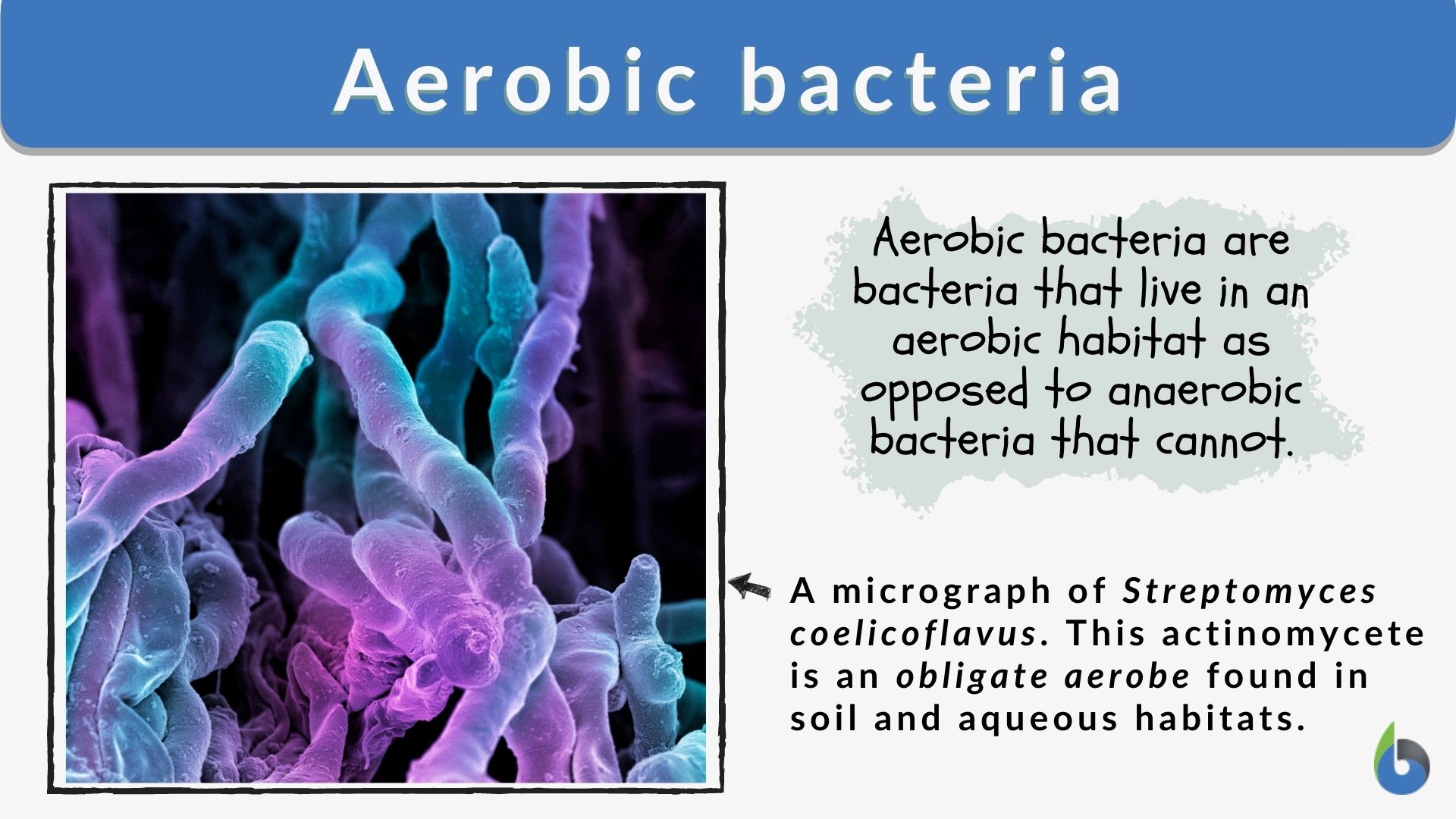 Aerobic bacteria - Definition and Examples - Biology Online Dictionary