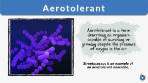 aerotolerant definition and example