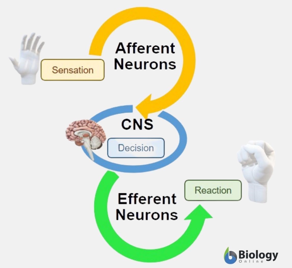 afferent and efferent pathways diagram