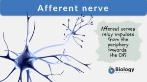 afferent nerve definition
