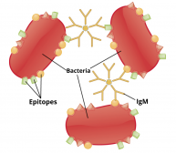 Agglutination (biology) - Wikipedia