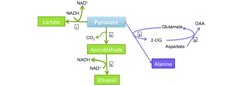 alanine in anaerobic respiration